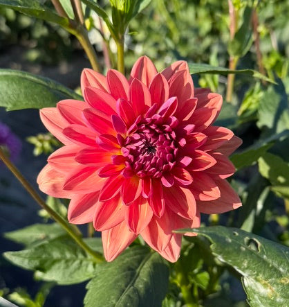 Dutch Pearl