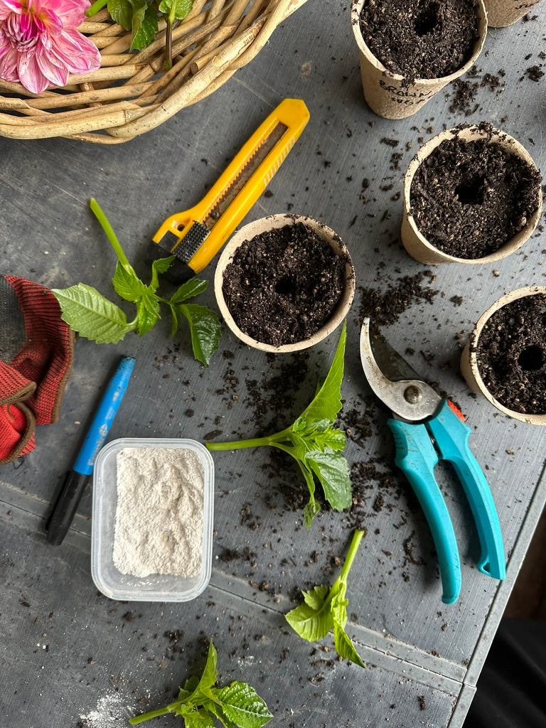 Workshop: How To Take Dahlia Cuttings