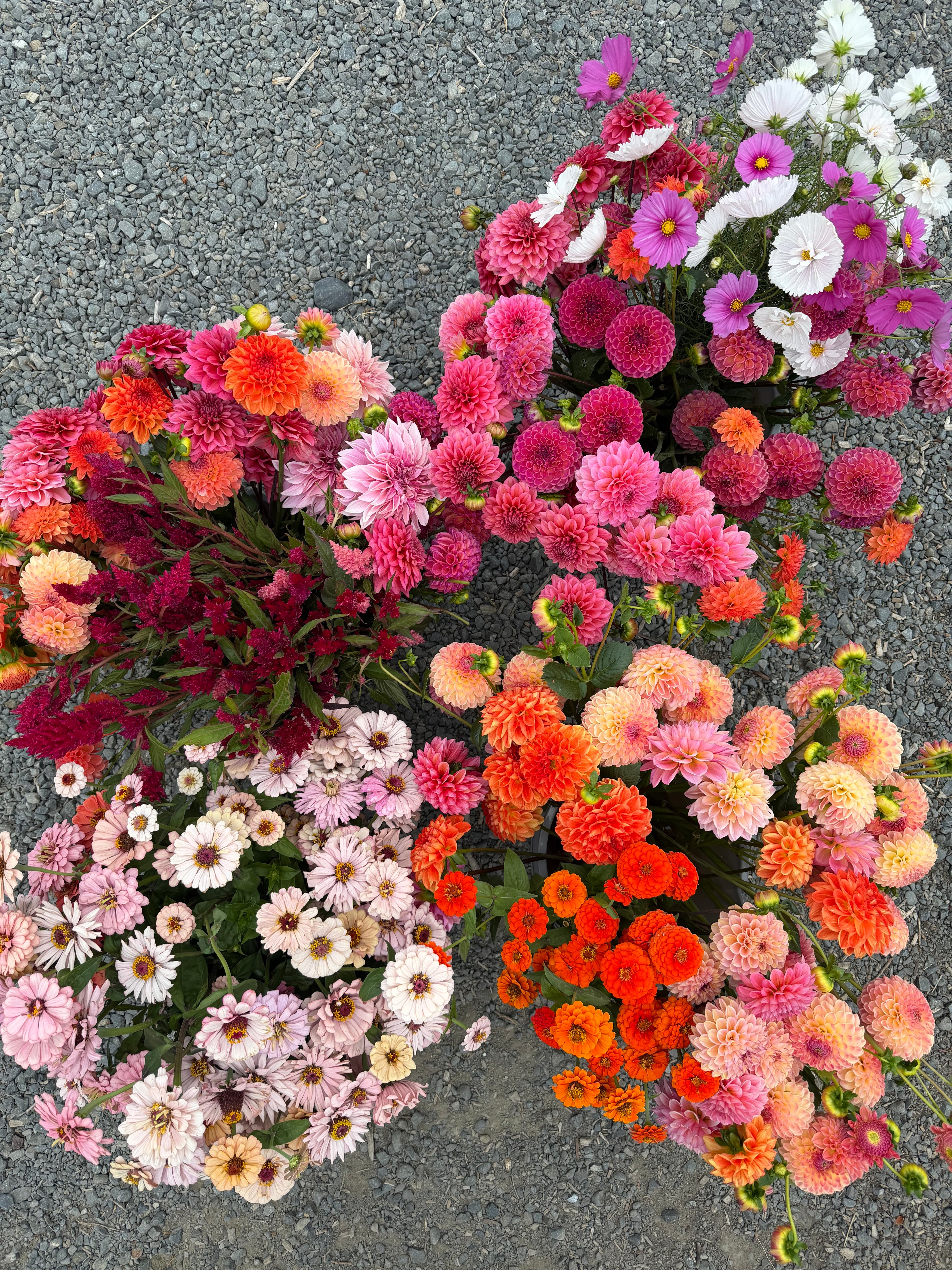 Zinnia Seeds – LLFF Farm Blend