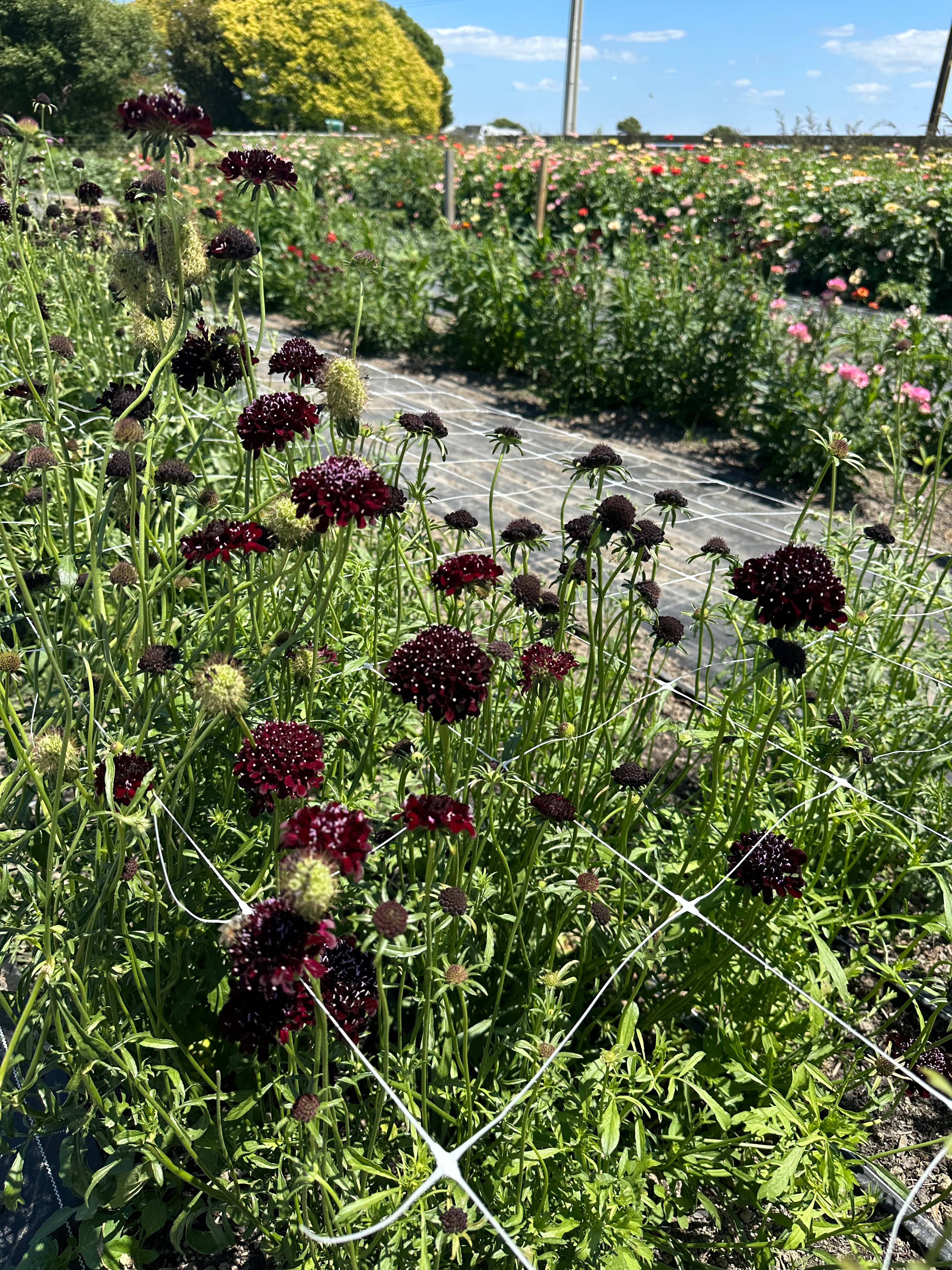 Workshop: How To Harvest Cut Flowers