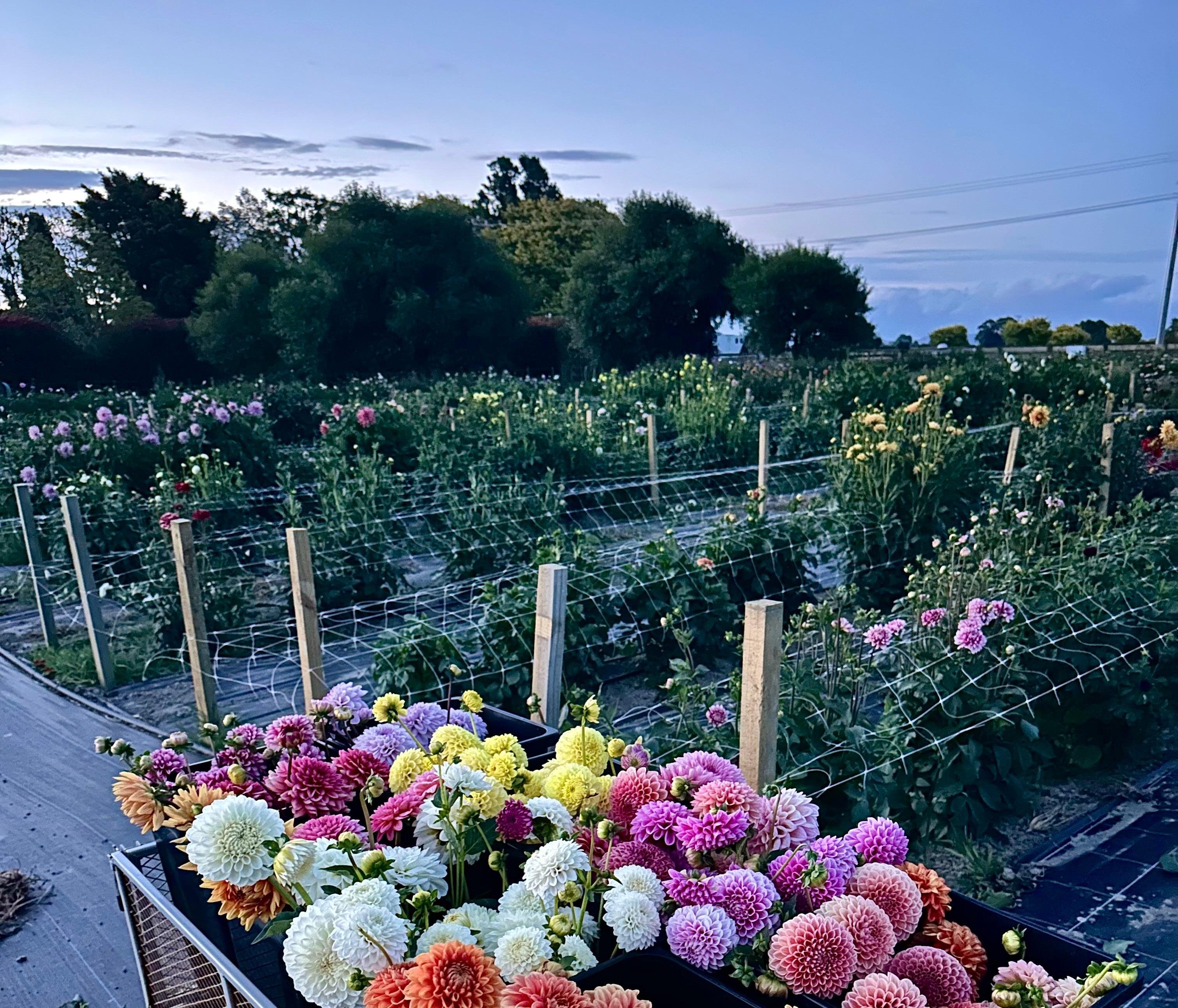 Little Lifestyle Flower Farm Gift Card