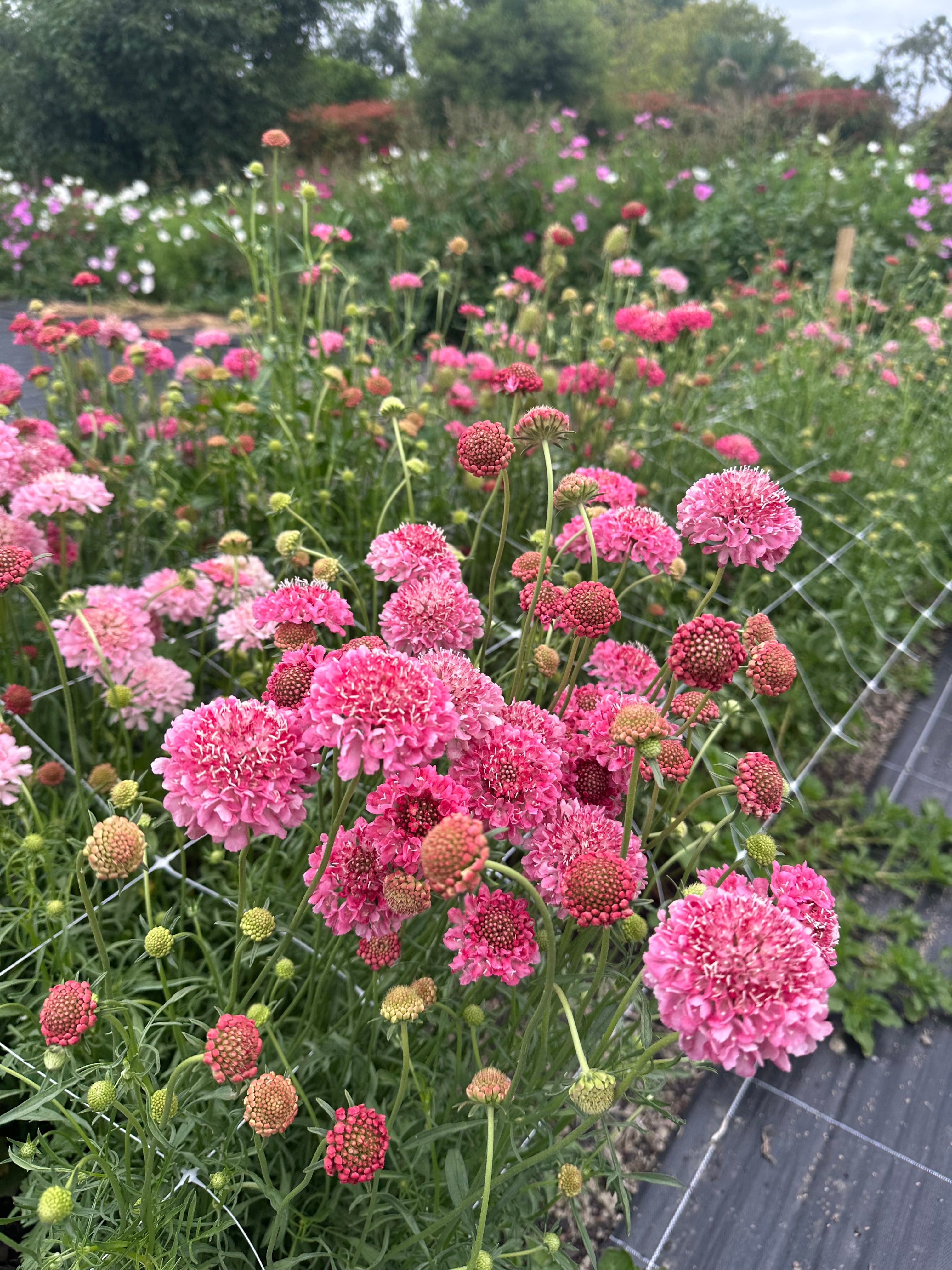 Little Lifestyle Flower Farm Gift Card