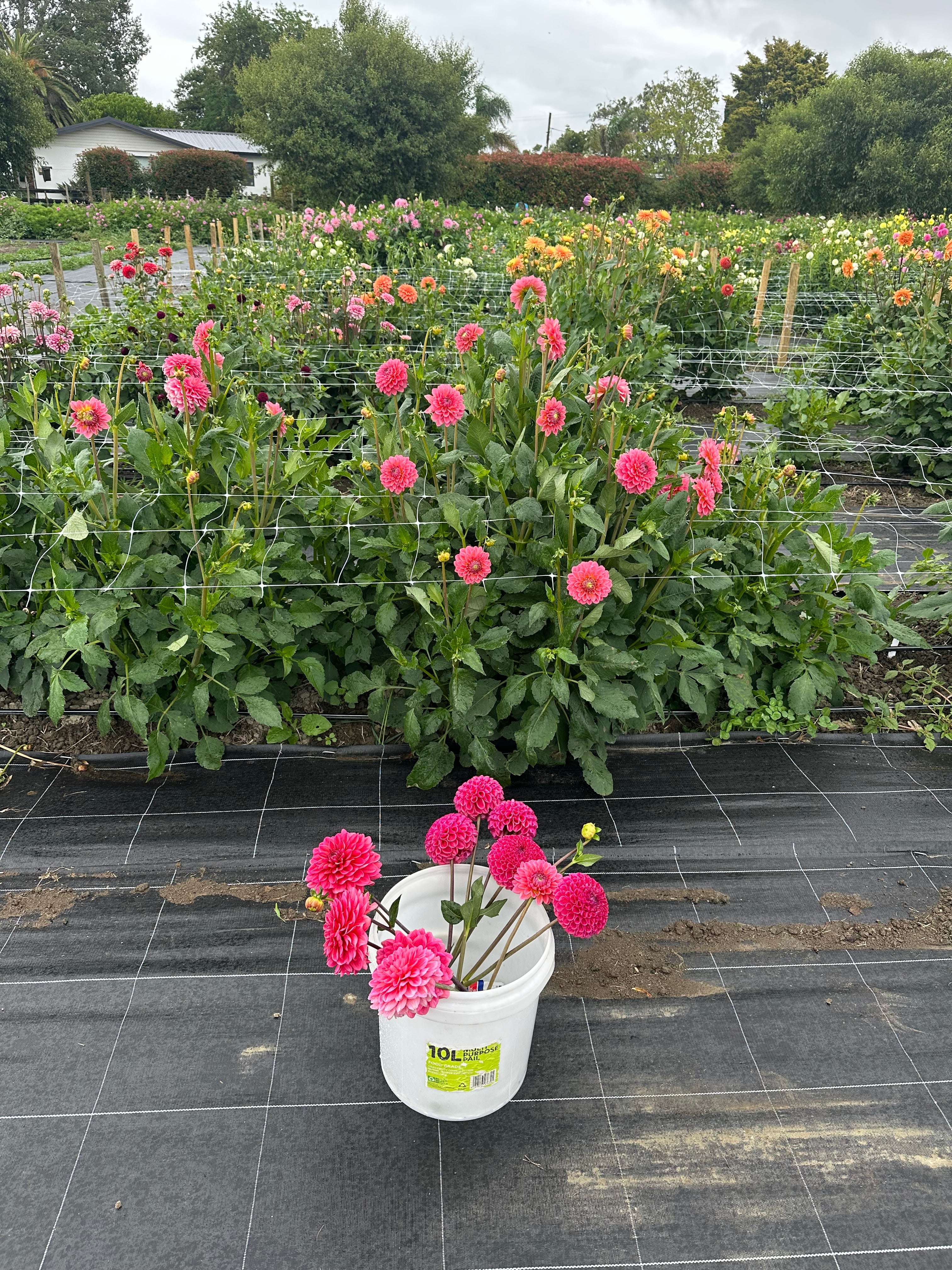 Workshop: How To Harvest Cut Flowers