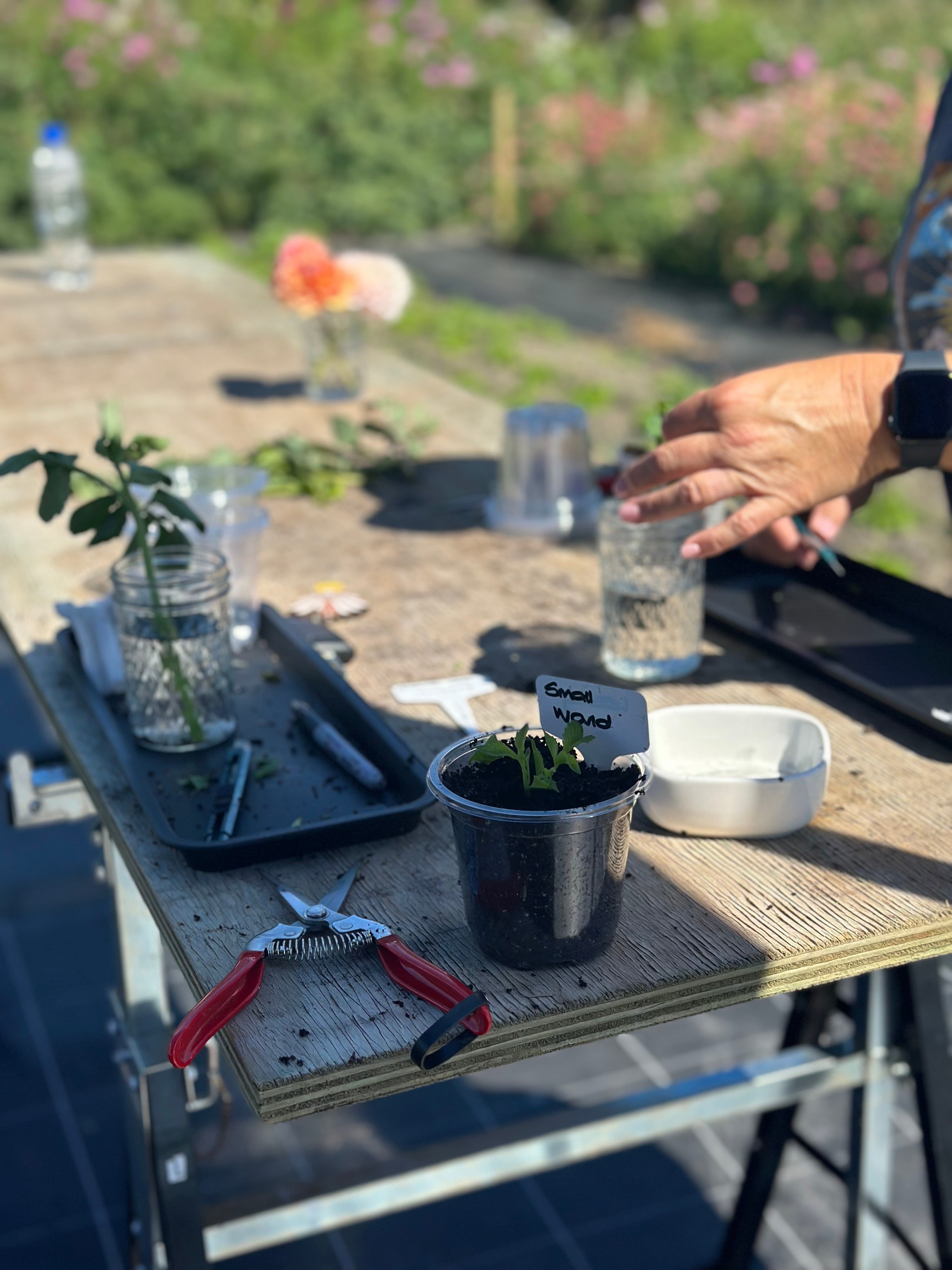 Workshop: How To Take Dahlia Cuttings