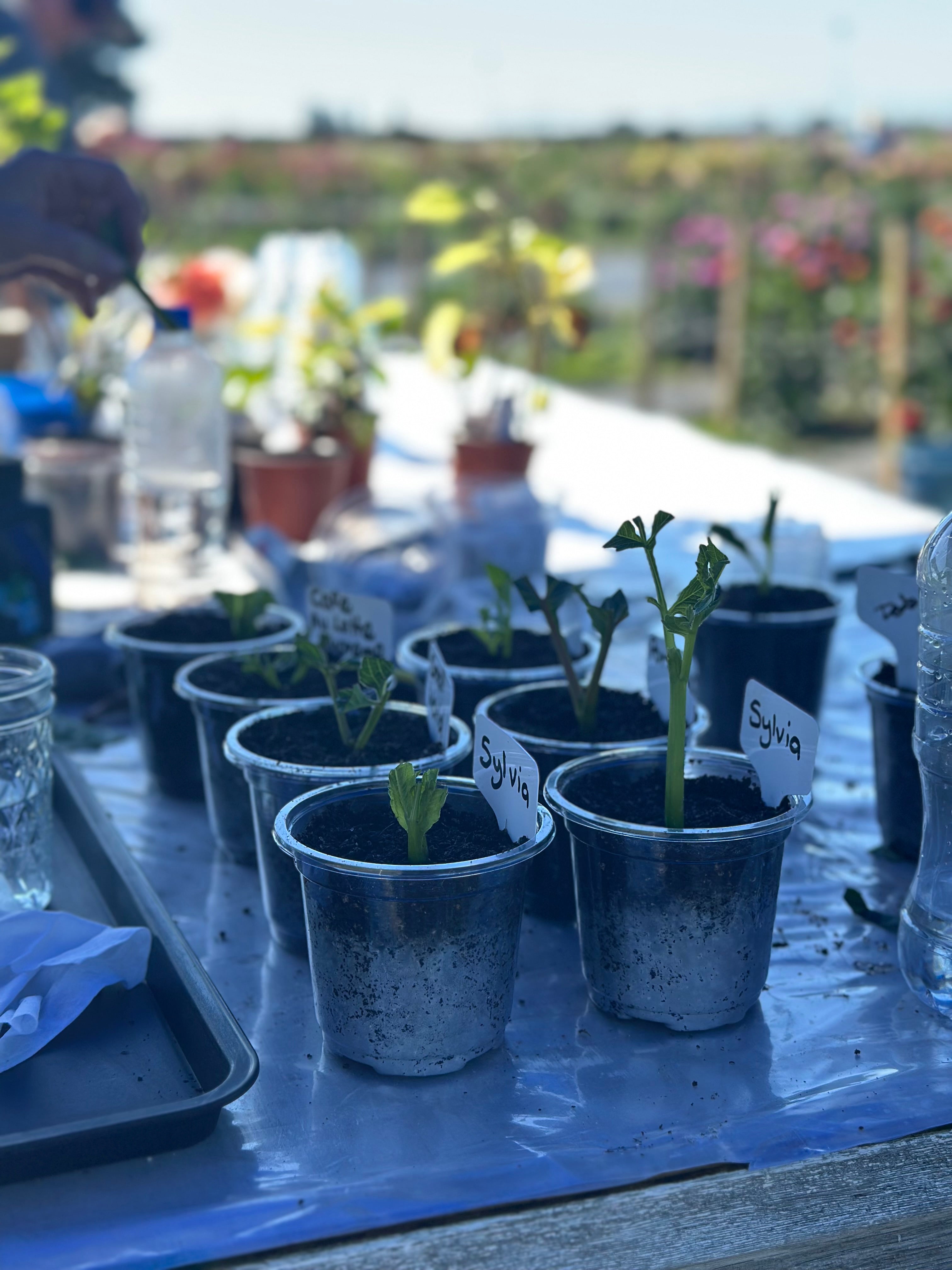 Workshop: How To Take Dahlia Cuttings