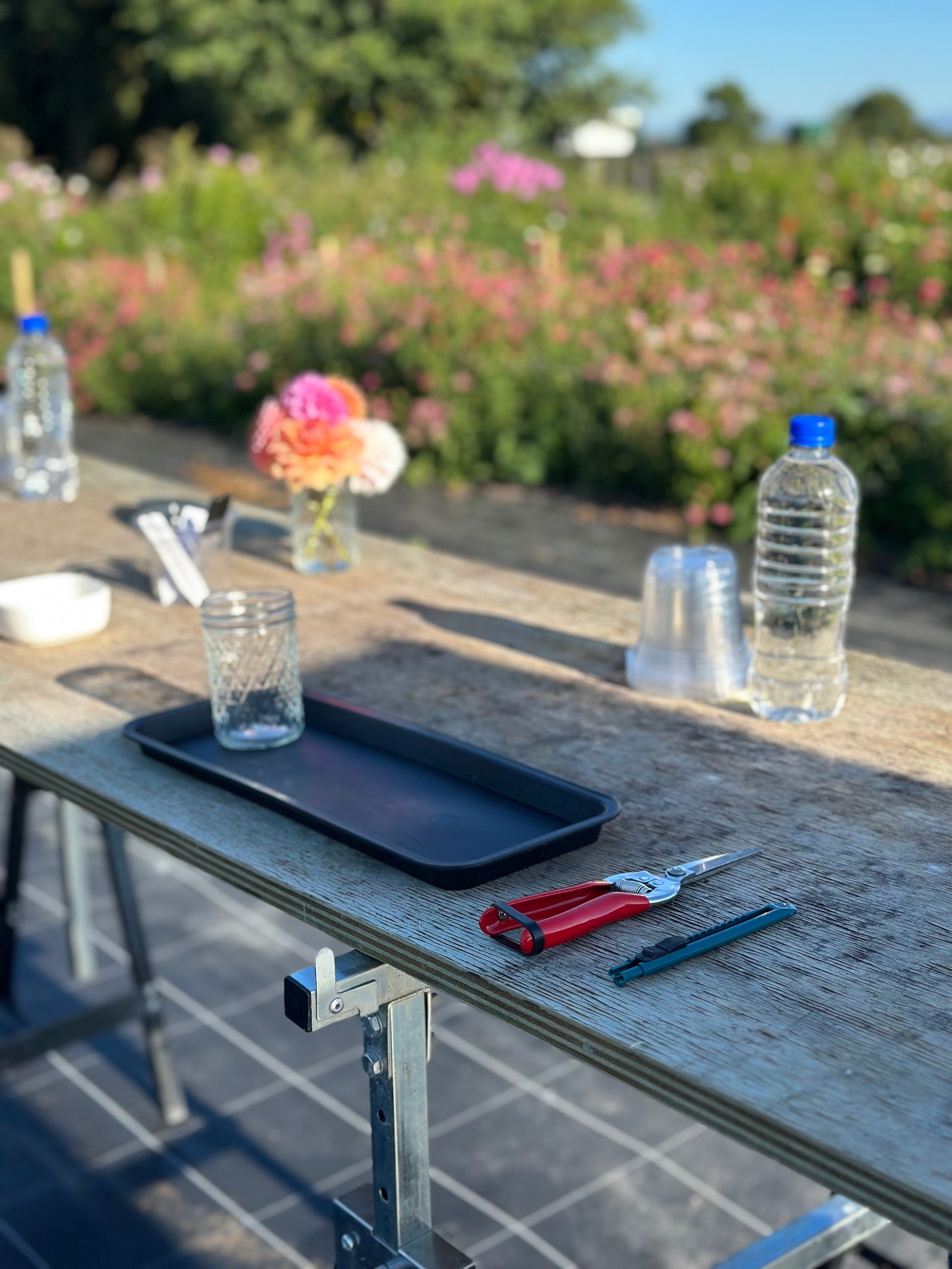 Workshop: How To Take Dahlia Cuttings