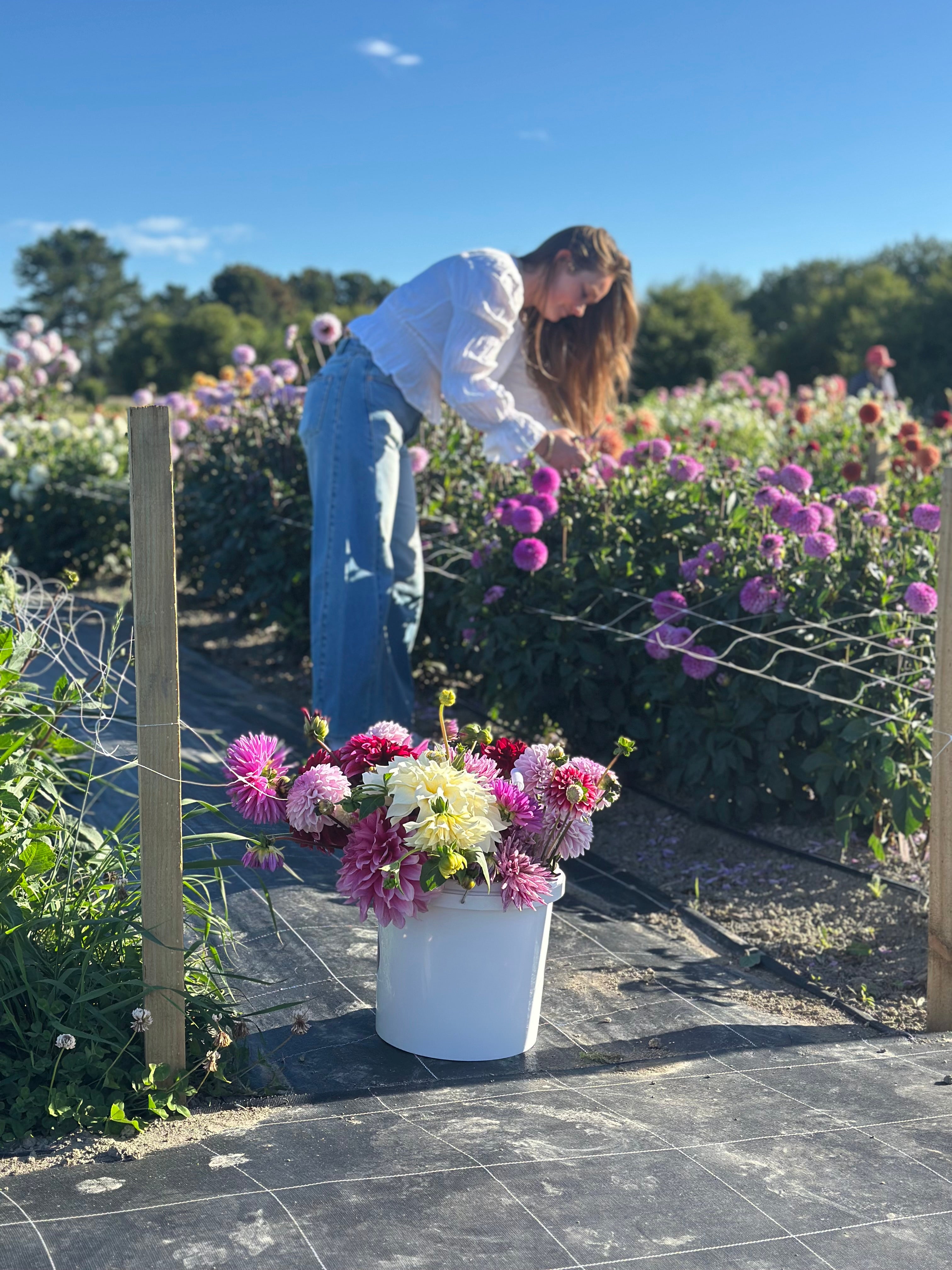 PYO Flowers Event – 15 Stems