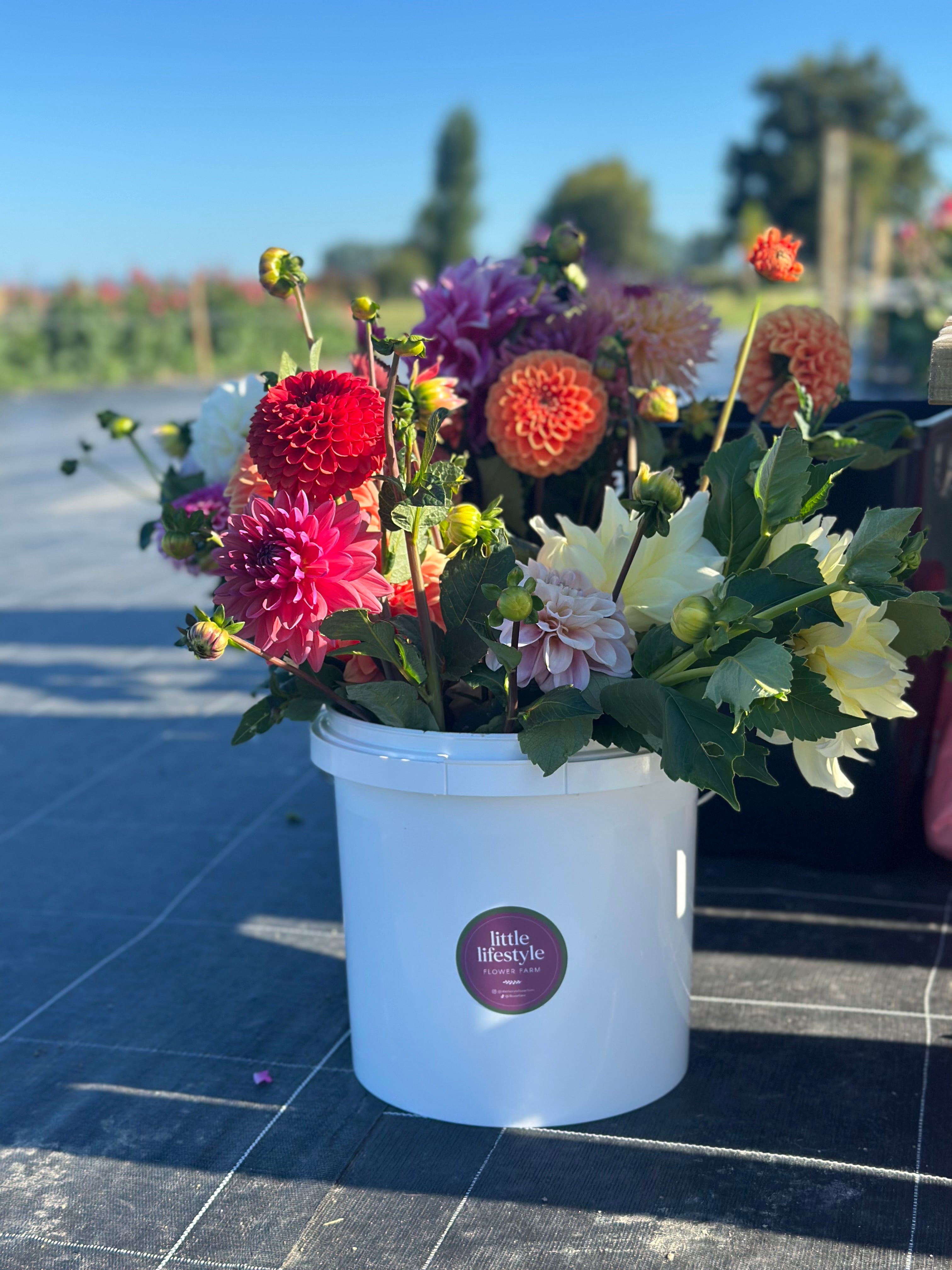 PYO Flowers Event – 15 Stems