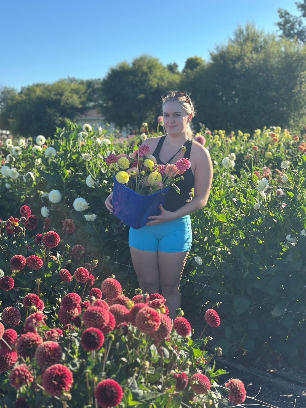 PYO Flowers Event – 15 Stems