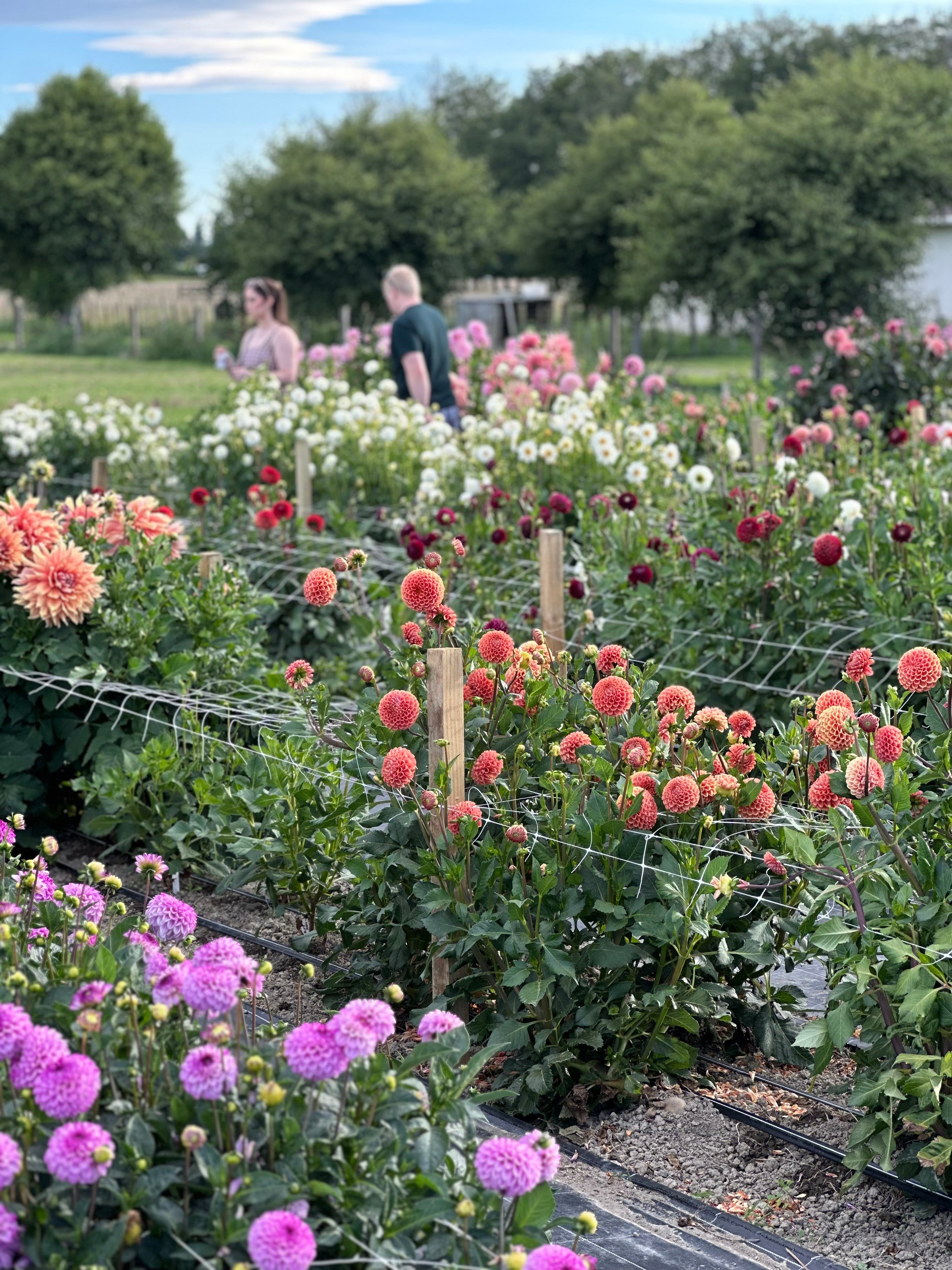 PYO Flowers Event – 30 Stems