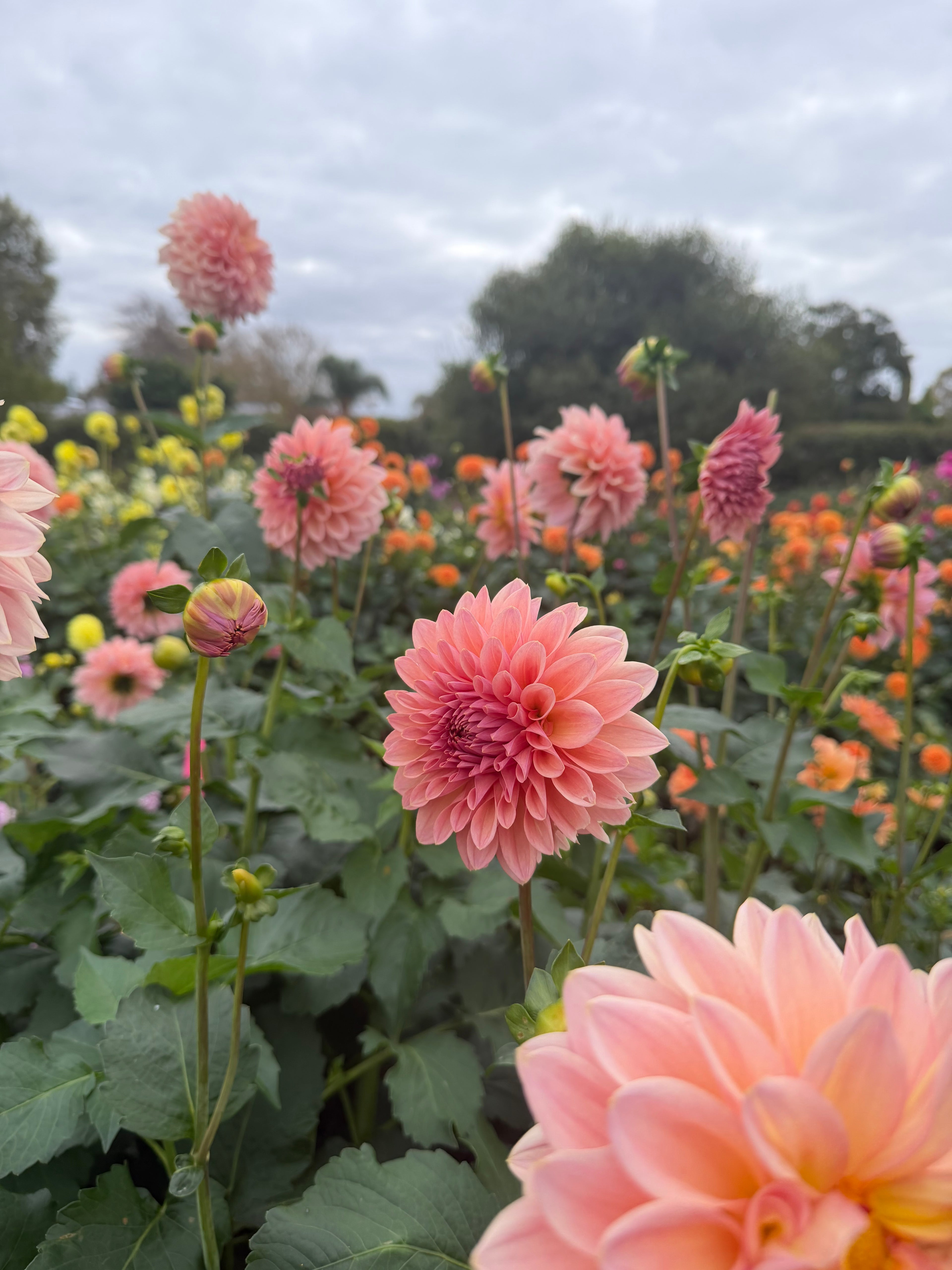 Dahlia Seeds – LLFF Farm Blend
