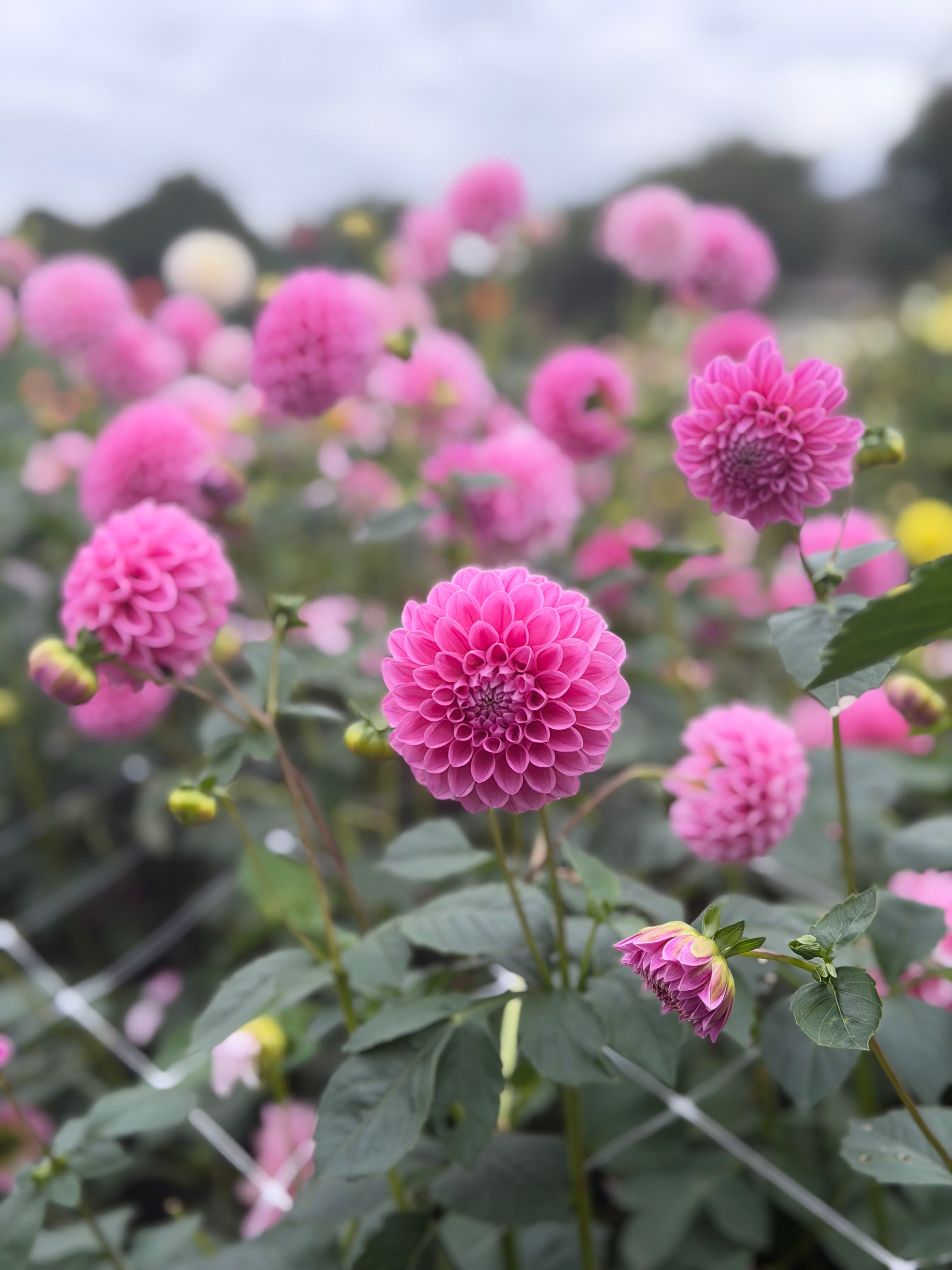 Dahlia Seeds – LLFF Farm Blend