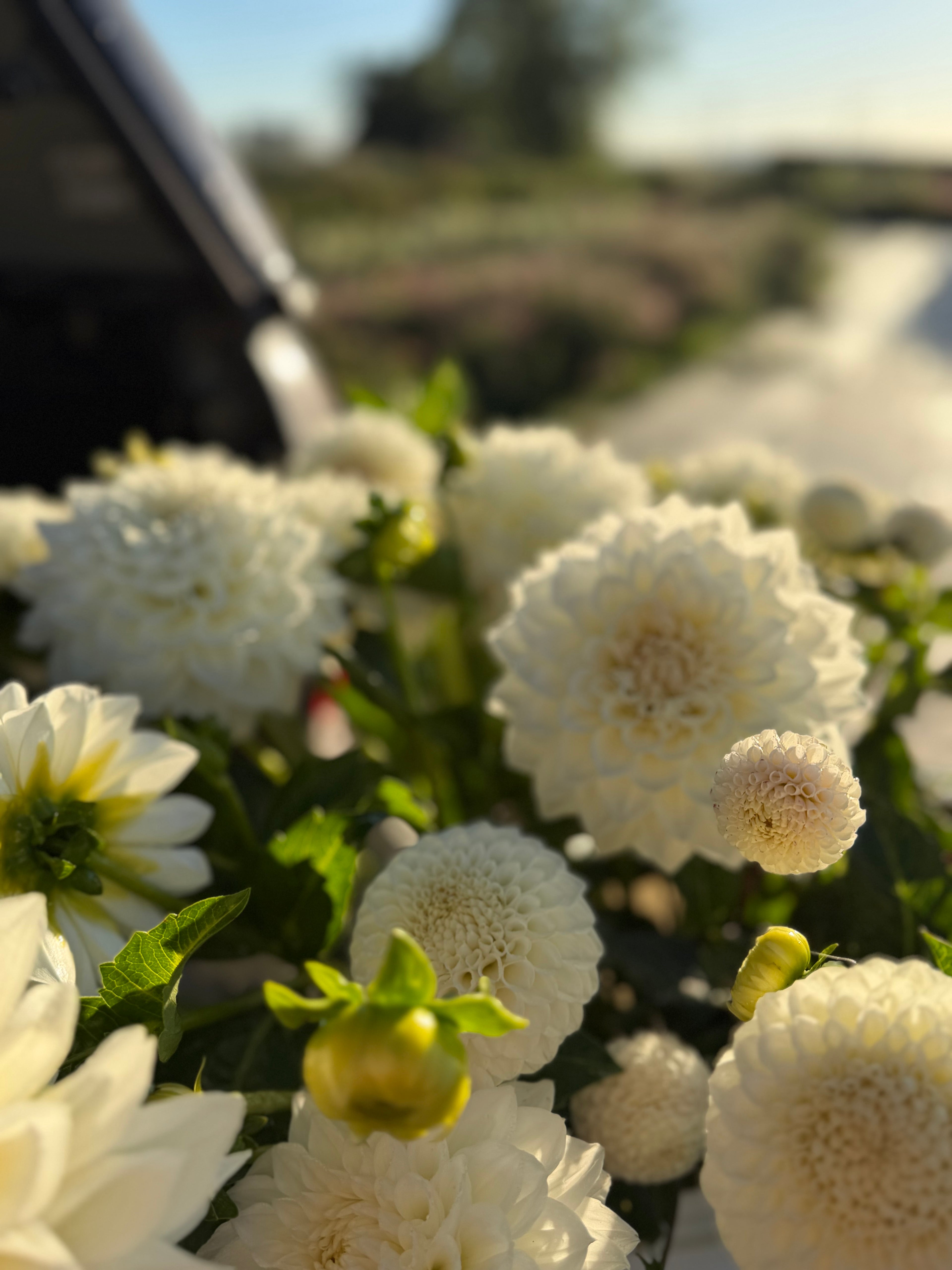 Dahlia Seeds – LLFF Farm Blend