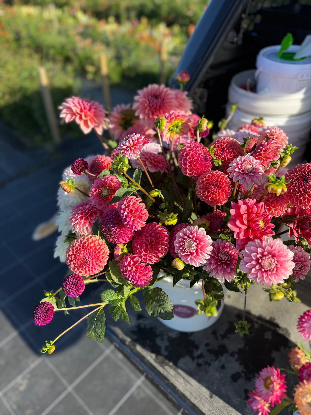 Dahlia Seeds – LLFF Farm Blend