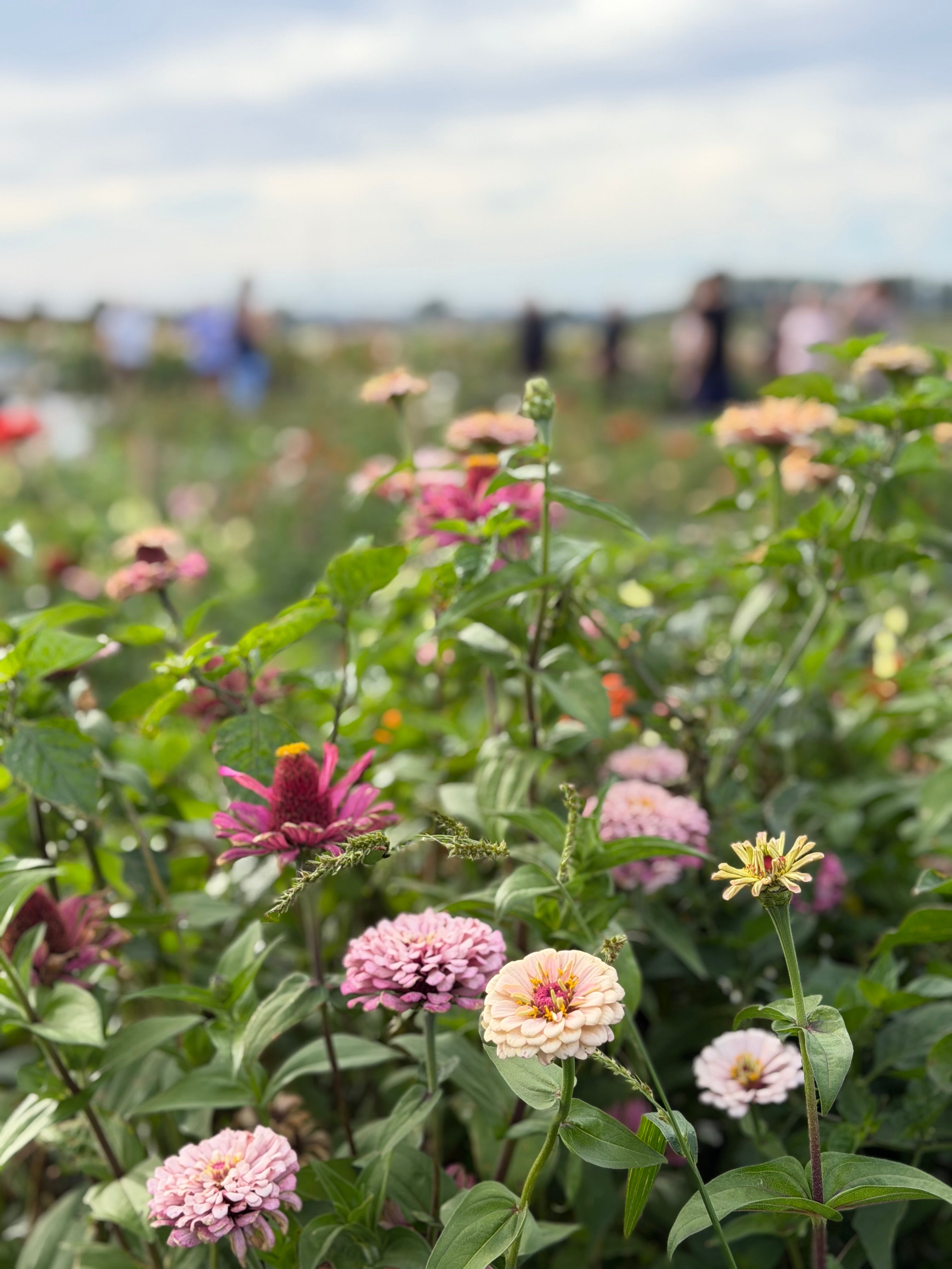 Zinnia Seeds – LLFF Farm Blend