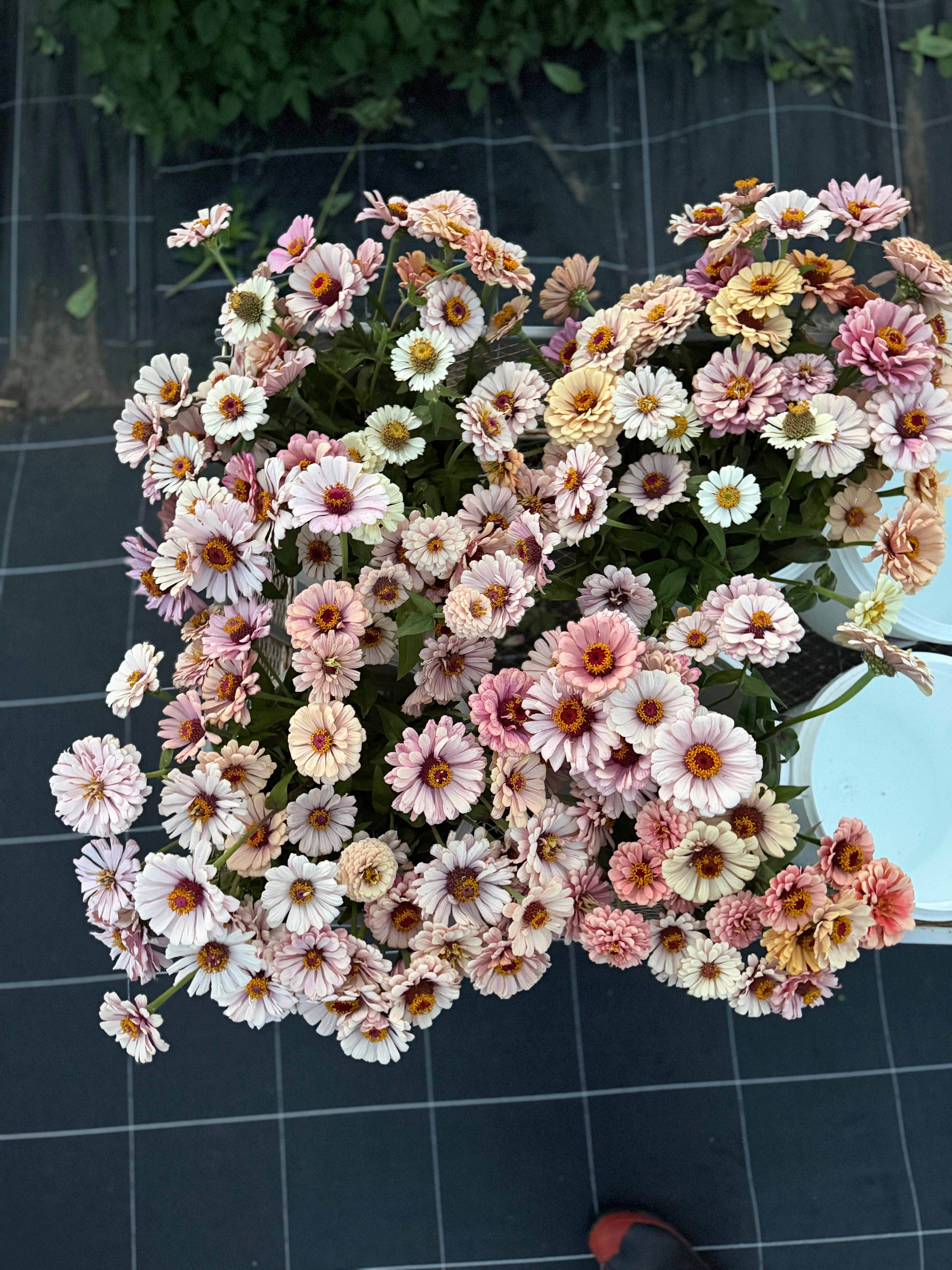 Zinnia Seeds – LLFF Farm Blend