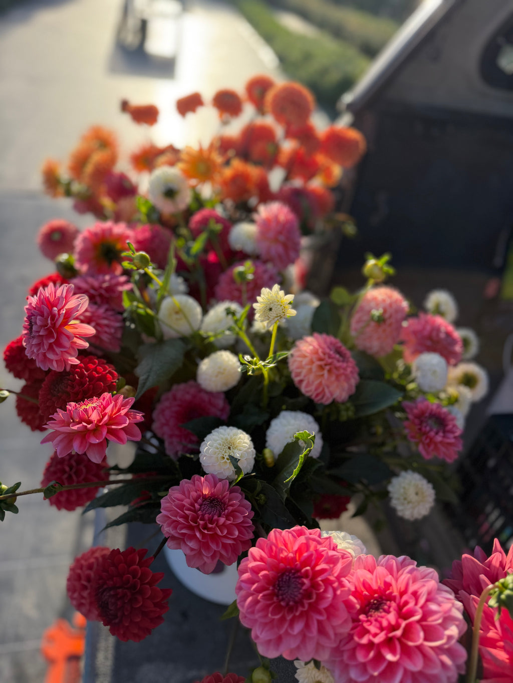 Dahlia Seeds – LLFF Farm Blend
