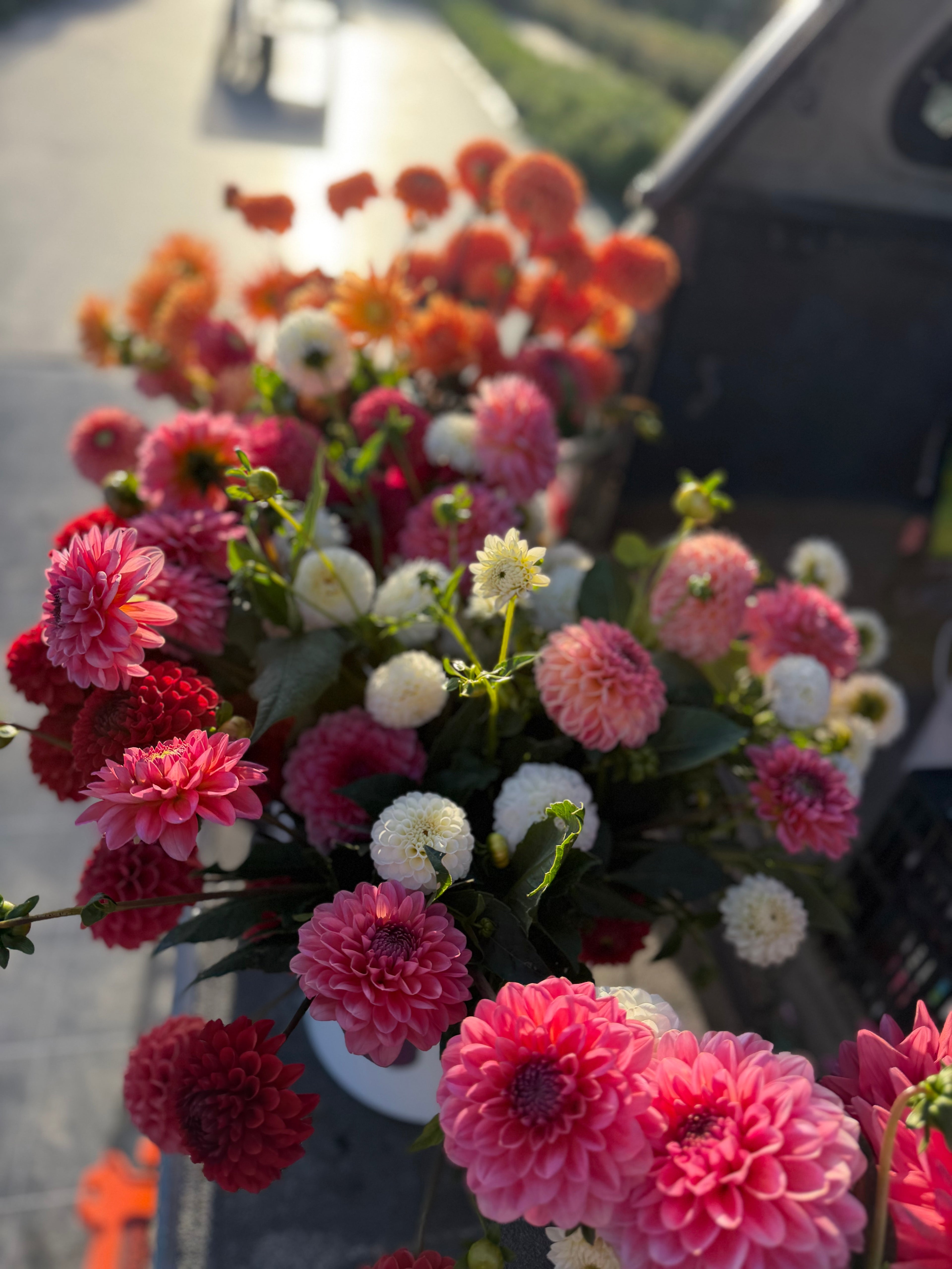 Dahlia Seeds – LLFF Farm Blend