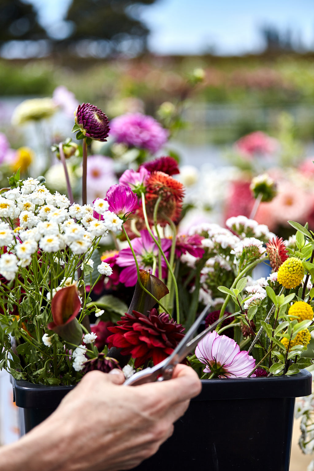 Little Lifestyle Flower Farm Gift Card