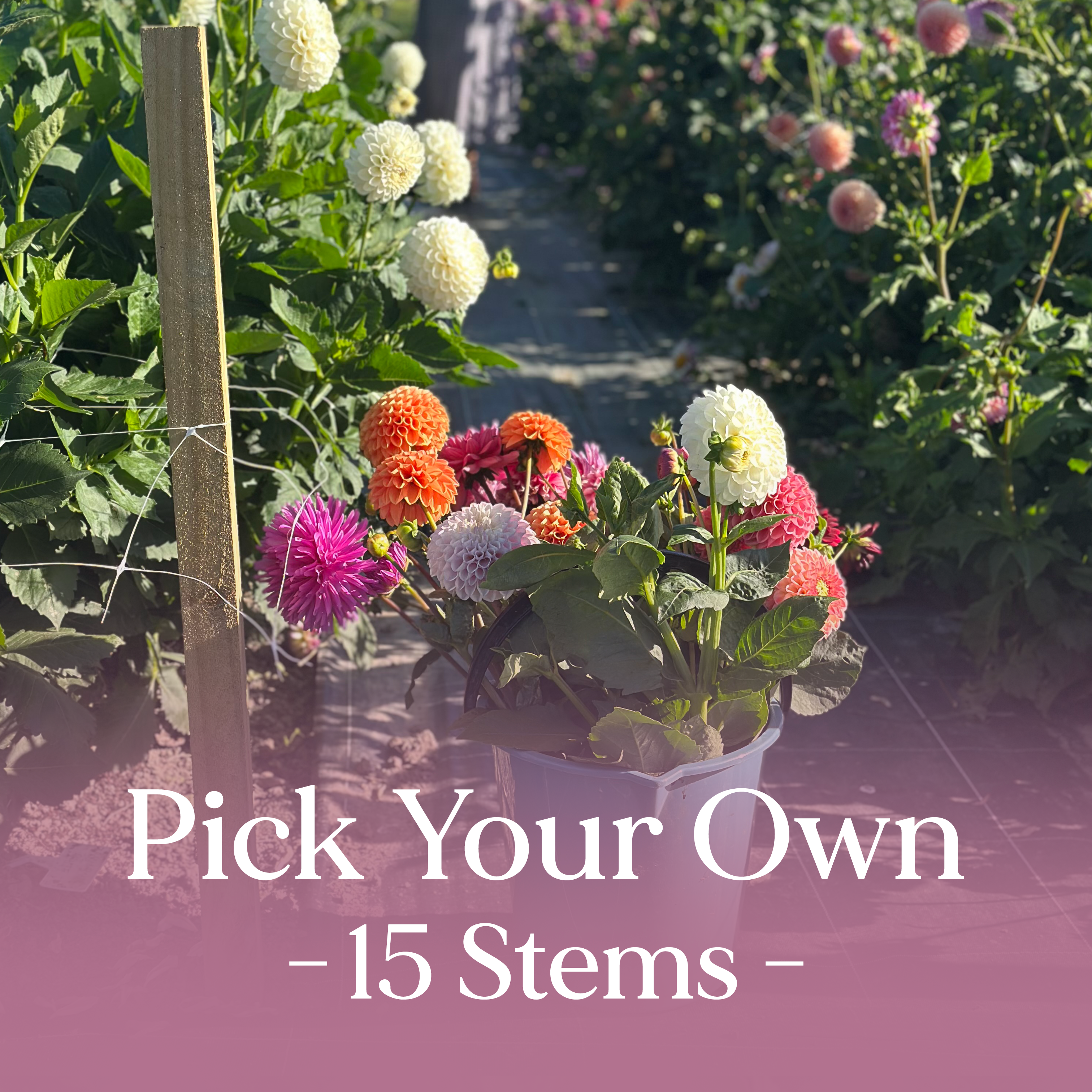 PYO Flowers Event – 15 Stems