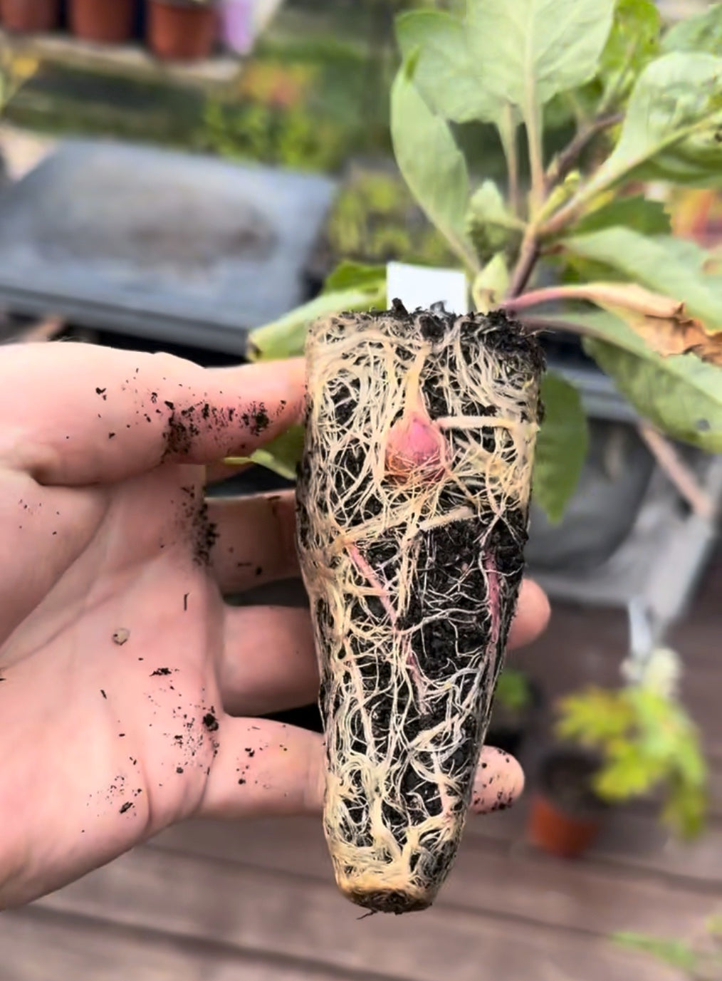 Workshop: How To Take Dahlia Cuttings