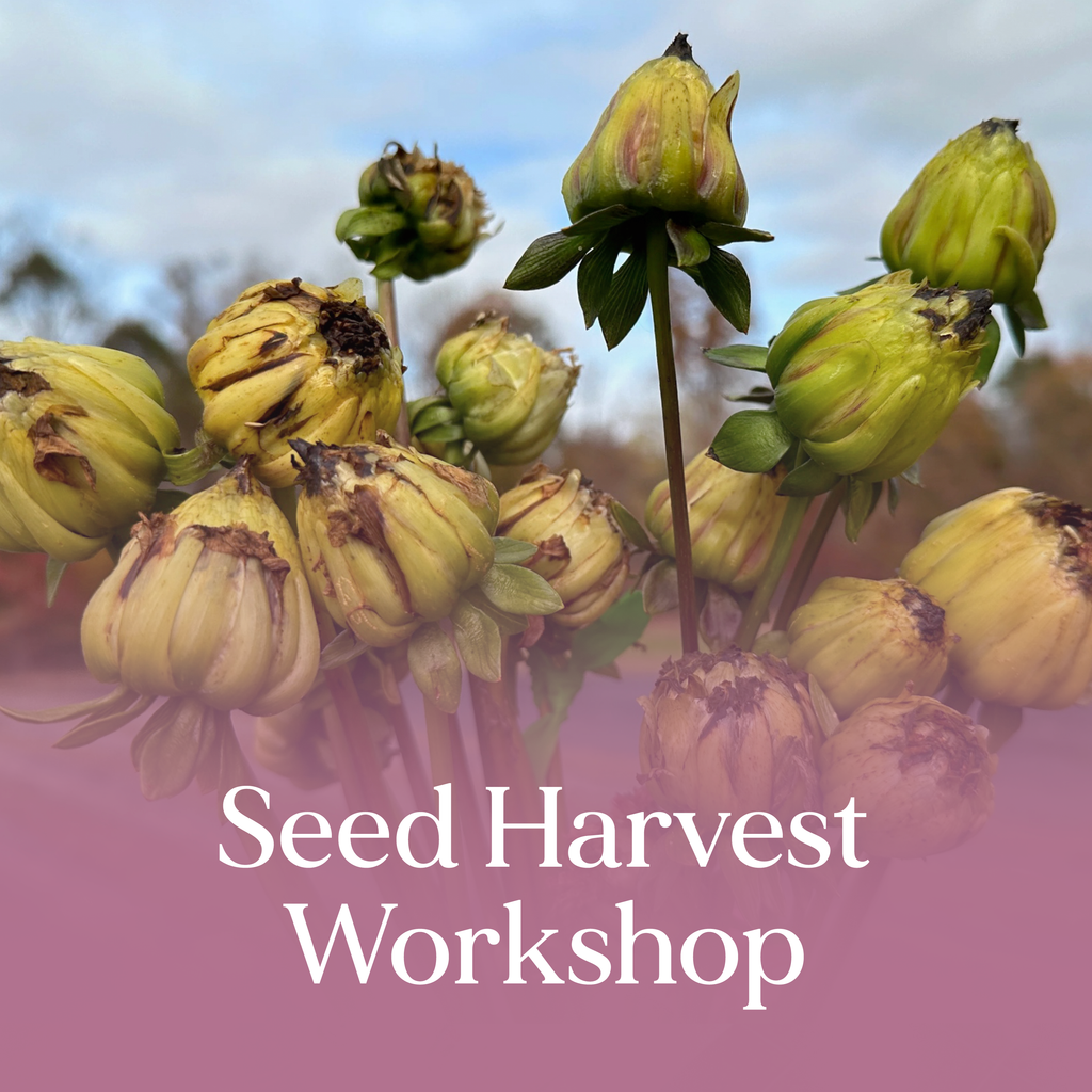 Seed Harvest Workshop – Little Lifestyle Flower Farm